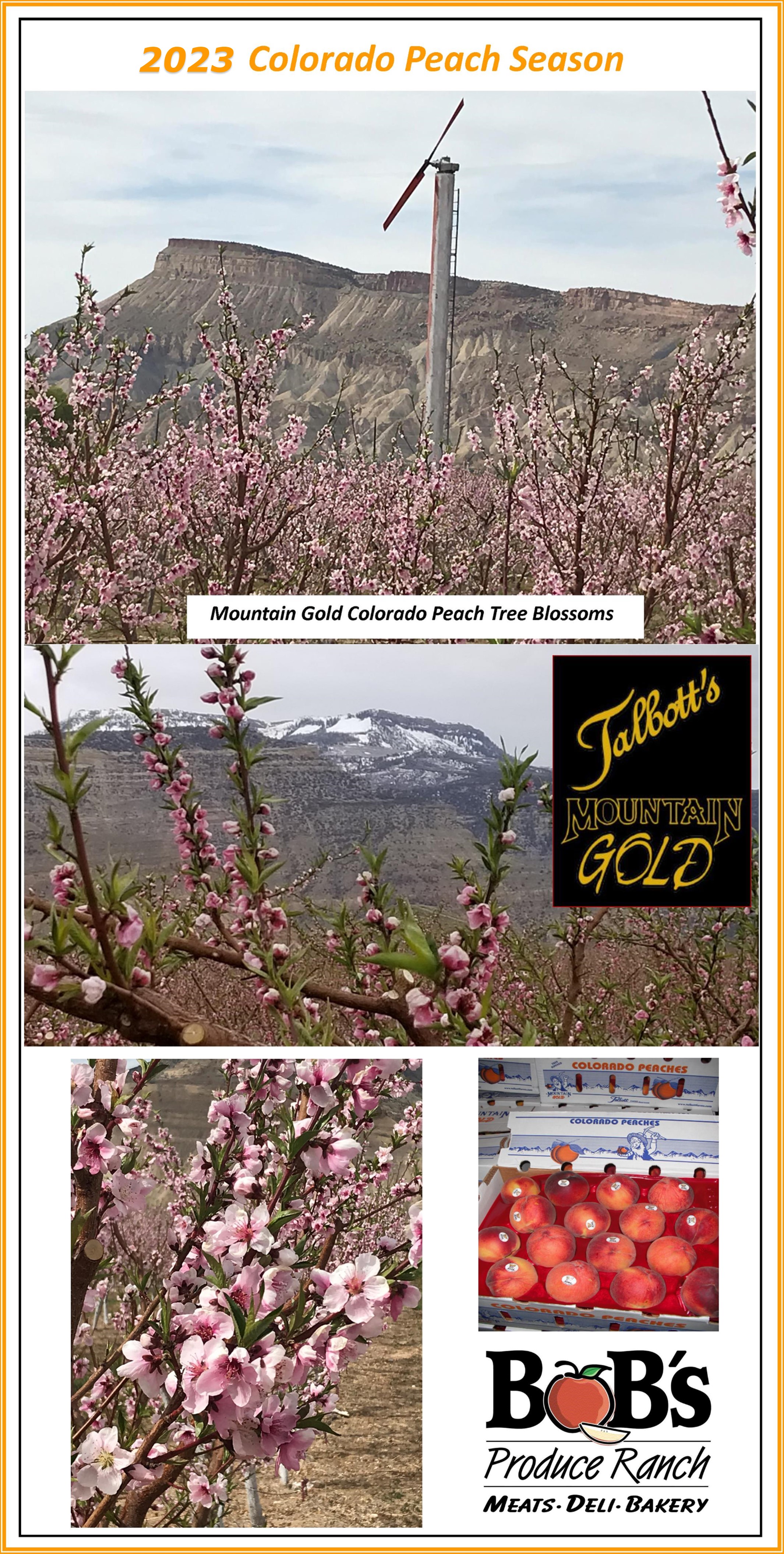 Spring Colorado Peaches.jpg