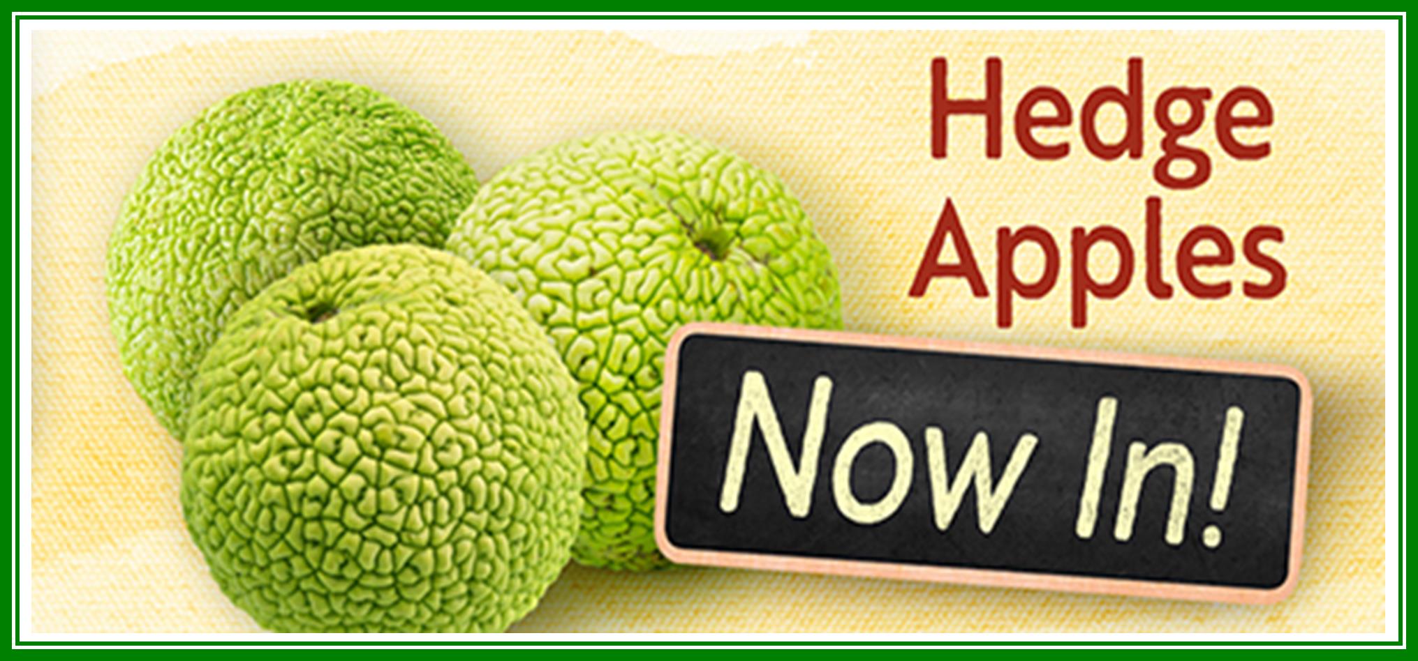 Hedge Apples Now In.jpg