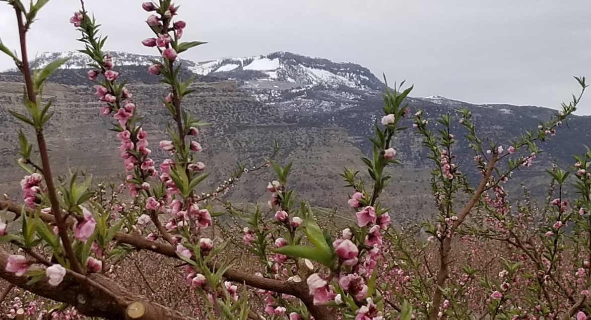 Colorado Peach Blossoms A.jpg